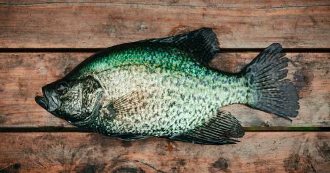 How to Catch Fall Panfish
