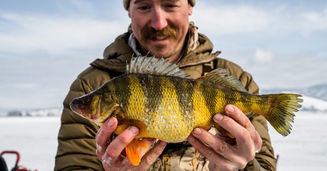 How to Catch More Perch