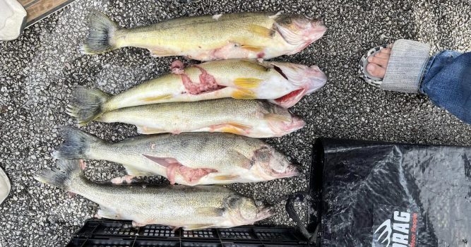 New Details Emerge on Walleye Tournament Cheating Scandal