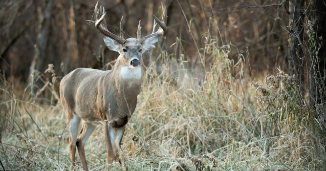 Rut Fresh Report: 11/3/2022 | MeatEater Wired To Hunt