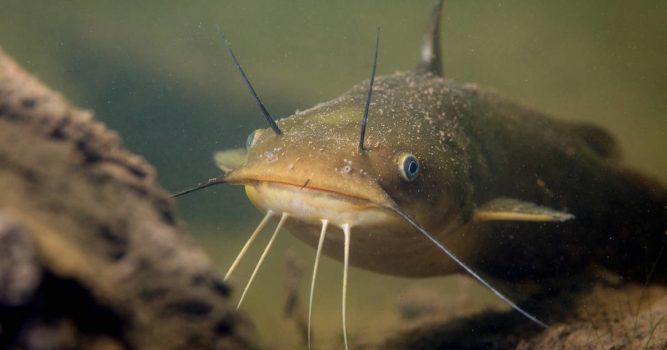 The Total Guide to Catching and Cooking Bullhead Catfish