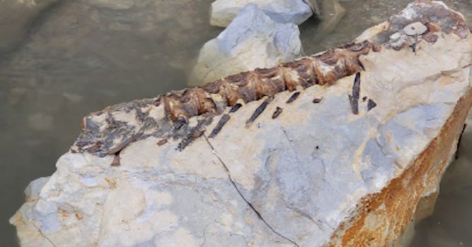 Tournament Angler Catches 90-Million-Year-Old Fish Fossil
