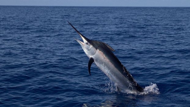 560-pound swordfish caught by North Carolina father and son: report