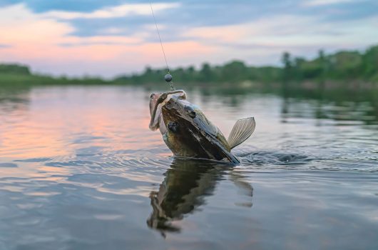 Felony Charges for Anglers at Ohio Walleye Tournament