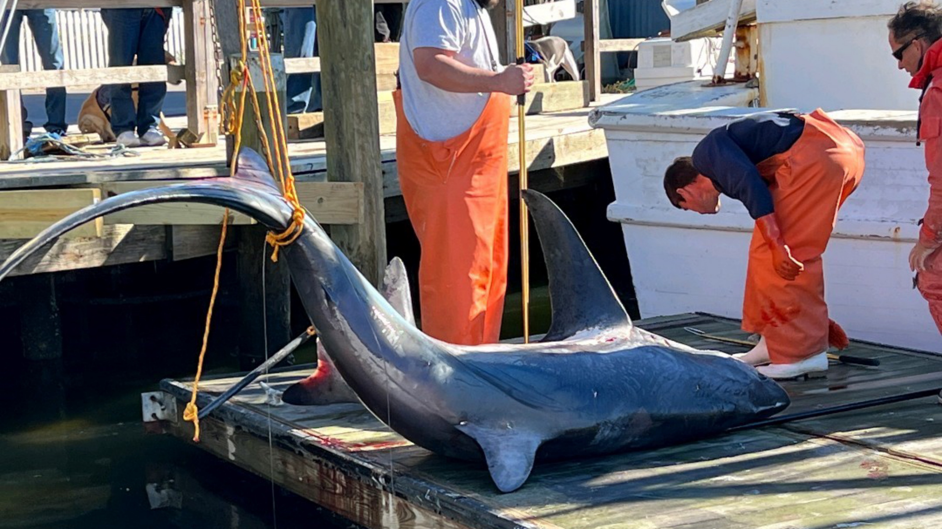 record 589 pound Thresher Shark