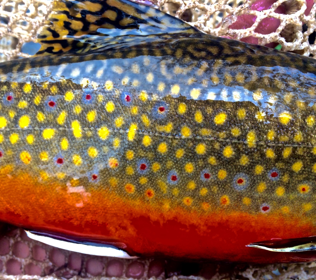 New Colorado State Record Brook Trout Smashes 'Unbreakable' Record