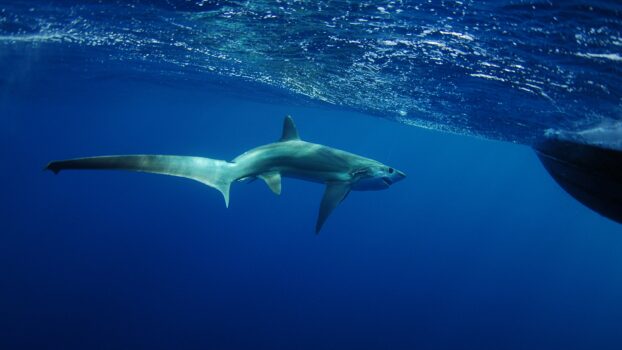 Thresher shark swimming in ocean underwater