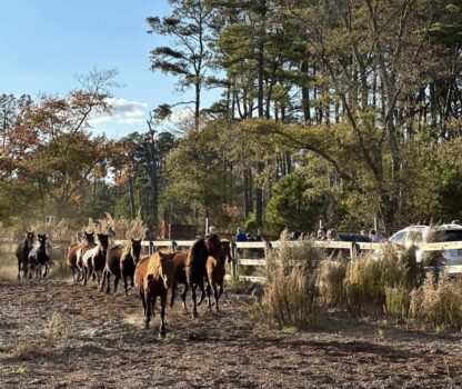 New Bill Would Make Chincoteague Ponies Official Va. State Pony