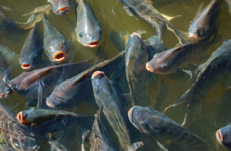 Top 10 Best Pond Stocking Fish for a Thriving Aquatic Ecosystem