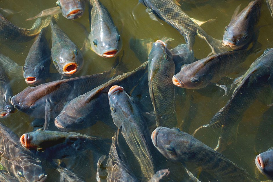 Top 10 Best Pond Stocking Fish for a Thriving Aquatic Ecosystem