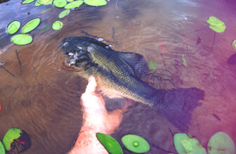 bass pond management pond stocking fish|pond stocking fish with largemouth bass||bluegill pond stocking forage fish|