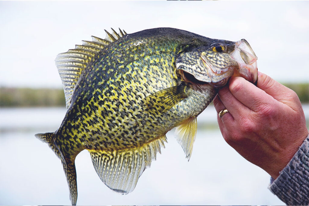 The Ultimate Guide To Crappie Fishing: Tips, Tricks, And Secrets To ...