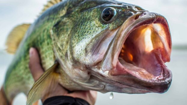 Historic Lake Okeechobee Bass Tournament Yields Scale-Crushing Weights!