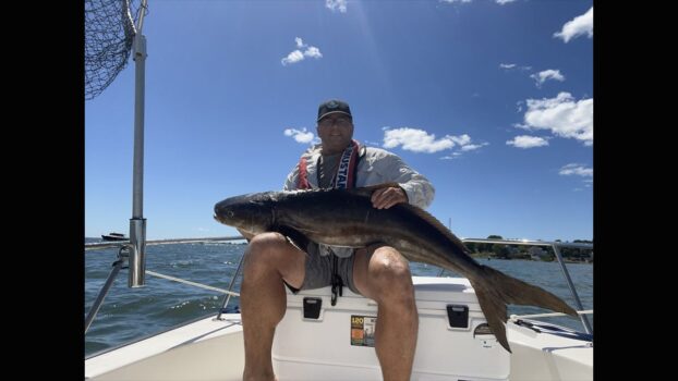 Cobia Catch Could Be CT State Record