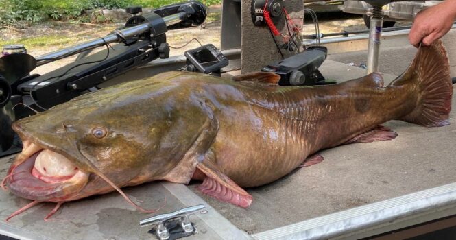 Angler's 66-pound flathead catfish breaks Pennsylvania fishing record