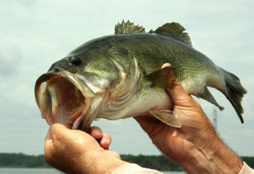 Large-mouth bass [iSTOCK]