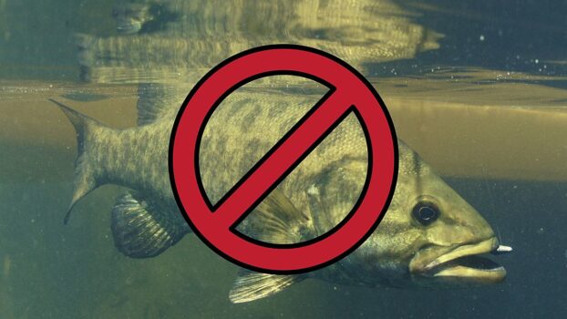 See the List of Missouri Fish to Avoid Eating at All Costs