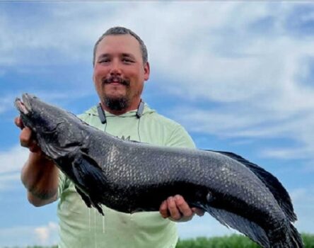 Angler Catches Maryland State Record Snakehead