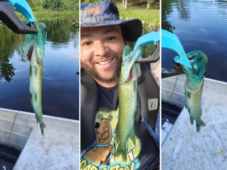 Fisherman Catches Rare Blue-Mouth Pickerel
