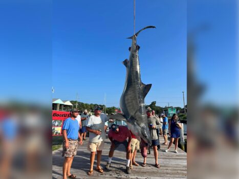Giant Tiger Shark Should Smash Alabama Record