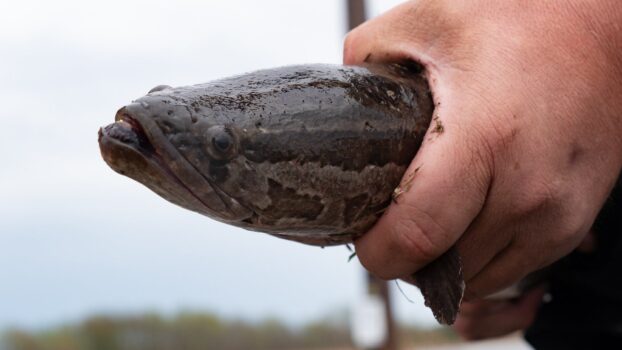 Invasive Northern Snakeheads Are Spreading in the Midwest