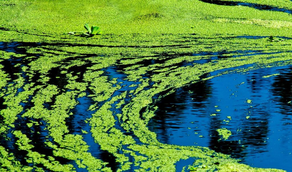 8 Kansas lakes under bluegreen algae alerts FishRook