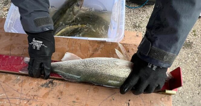 New Manitoba fishing limits causing concern among some tournament anglers - Winnipeg