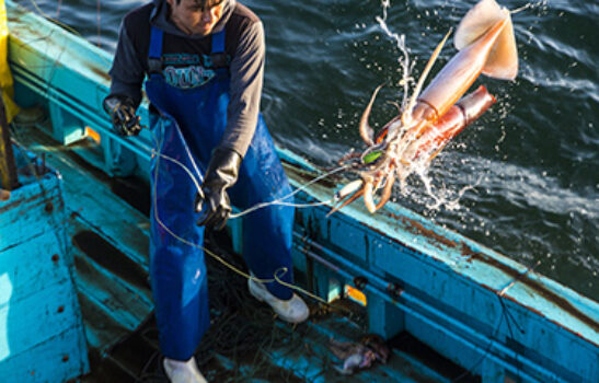 Peruvian jumbo squid fishery FIP demonstrates effective collaboration between industry, government