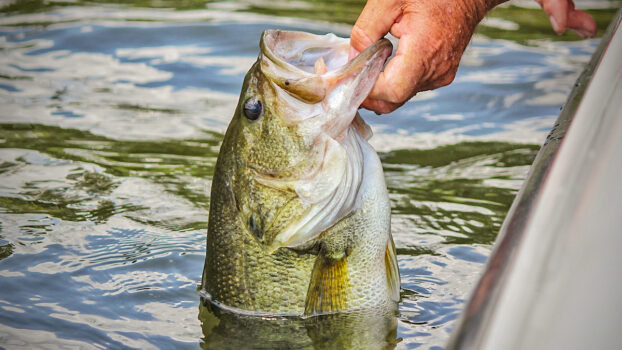 largemouth bass held by angler