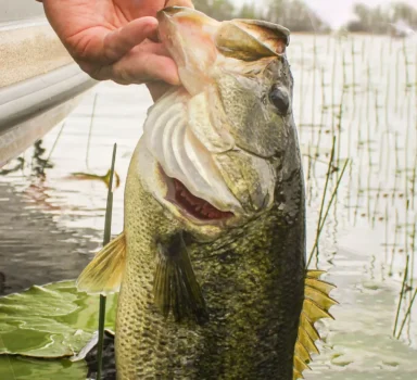 How to Target Big Bass Specifically