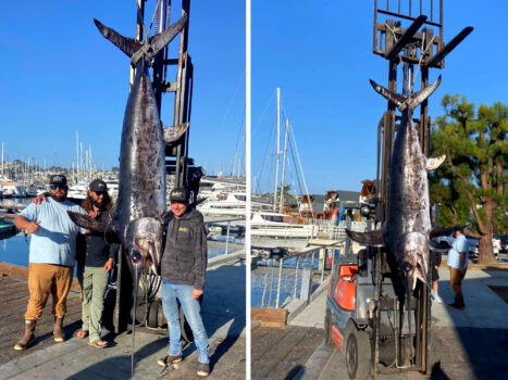 California Anglers Shatter State Record with 520-Pound Swordfish