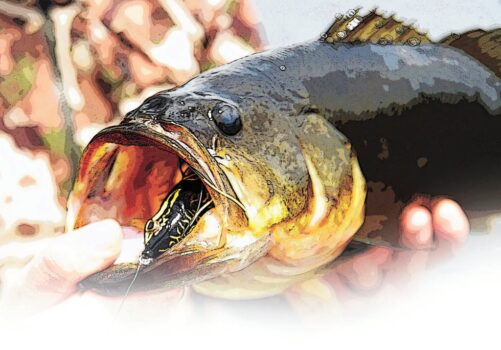 Public invited to comment on New York DEC’s proposed bass tournament permit system