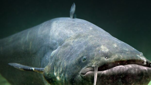 blue catfish underwater