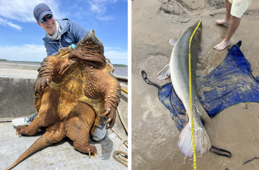 Angler Catches 200-Pound Snapping Turtle, Then Lands World Record Gar