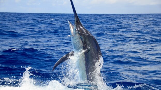 Blue Marlin breaching water while battling behind a boat