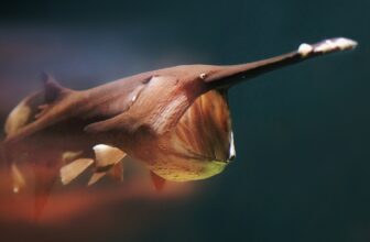 Paddlefish underwater with mouth open