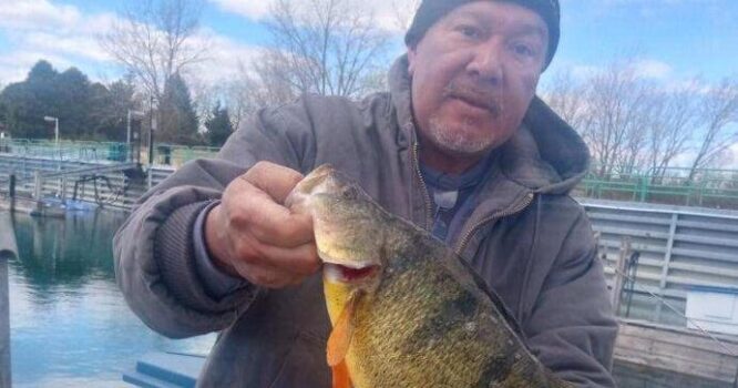 Fisherman catches record yellow perch in Lake Michigan