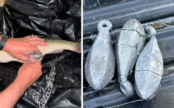 Man Arrested After Stuffing Bass with 2.5 Pounds of Lead Weights at Tourney