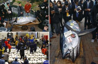 Massive bluefin tuna reels in almost $800,000 at Tokyo auction
