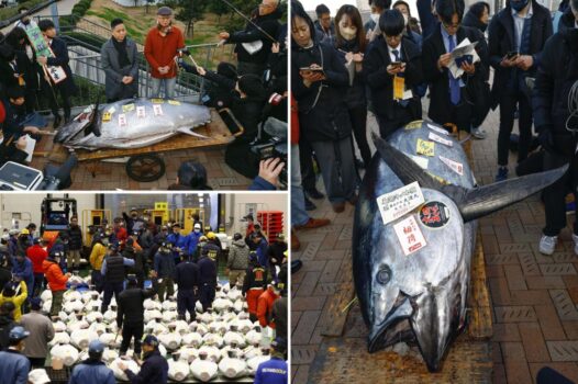 Massive bluefin tuna reels in almost $800,000 at Tokyo auction