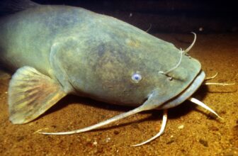 flathead catfish underwater in the Mississippi River