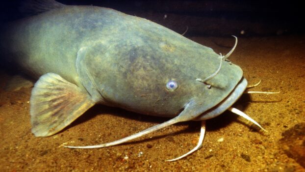 flathead catfish underwater in the Mississippi River