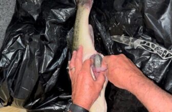 The Bass Fishing Scandal: Aaron Moreau's Catch of Lies