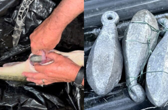 Tournament Bass Angler Goes on the Lam After Weighing Down Catch with Lead