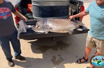 Arkansas state fishing record for paddlefish