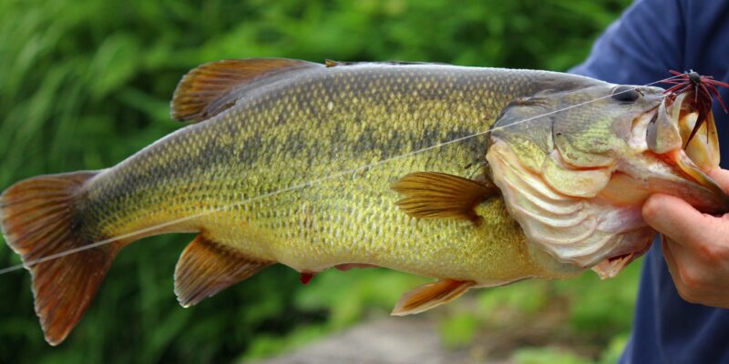 Largemouth Bass
