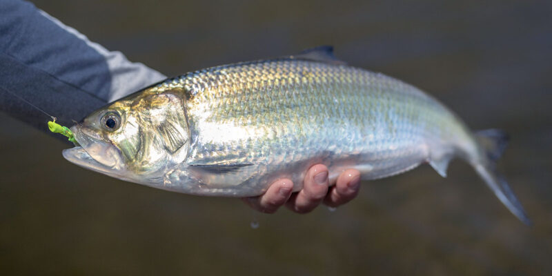 American Shad