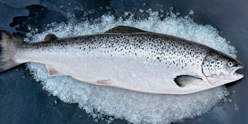 Atlantic Salmon