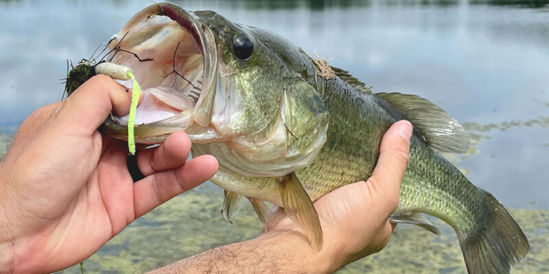 Bass Fishing Tips for Beginners