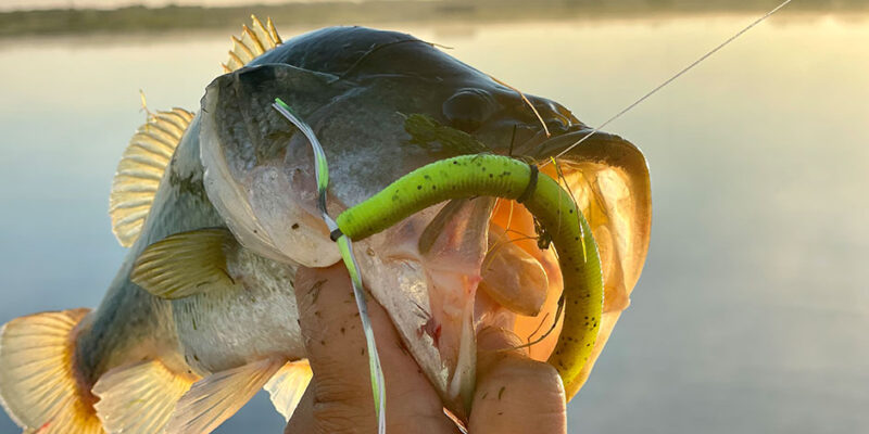 10 Best Summer Bass Fishing Lures for 2021